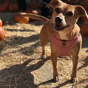 Meet your Posher, Brittany